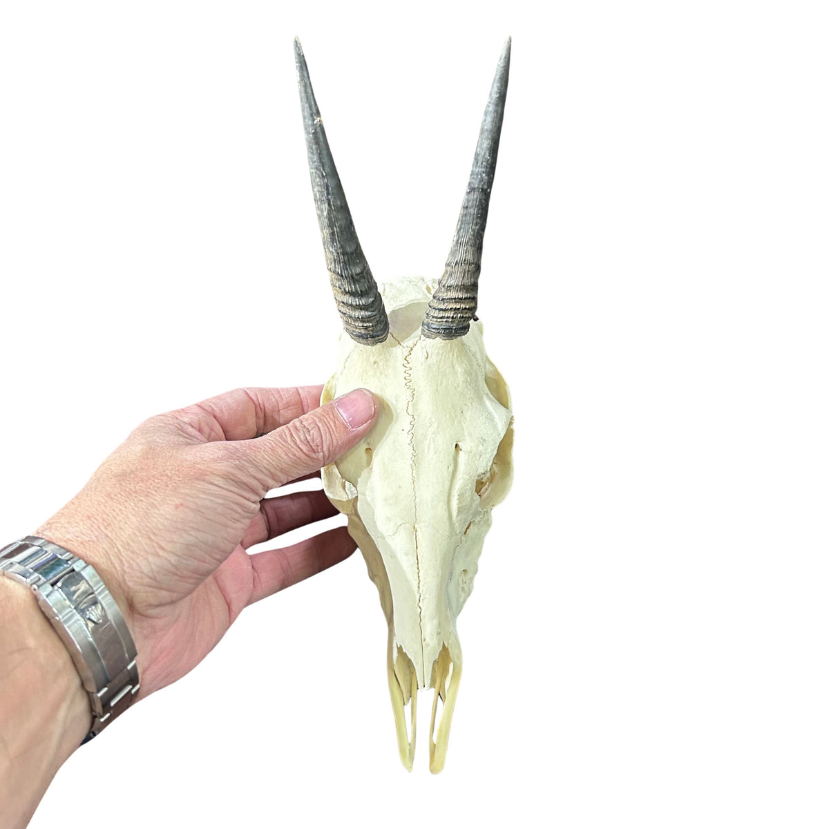 Real Duiker Skull - Common Duiker Taxidermy Cranium - Size: 10.5X5.5X3.3"