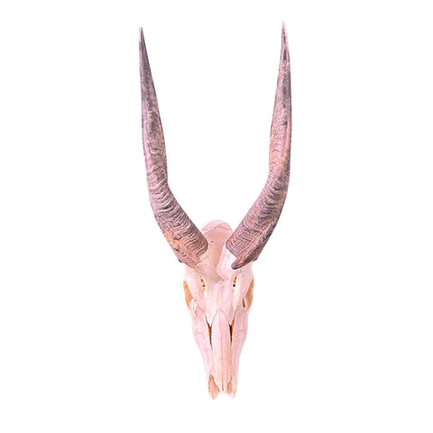 Real Bushbuck Skull - Bushbuck Antelope Skull- Size: 19 L X 8 W X 11 H"