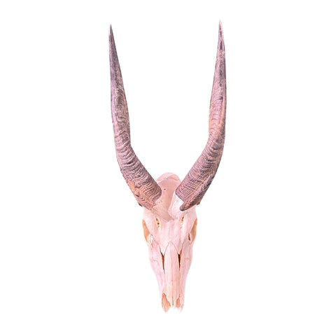 Real Bushbuck Skull - Bushbuck Antelope Skull- Size: 19 L X 8 W X 11 H"