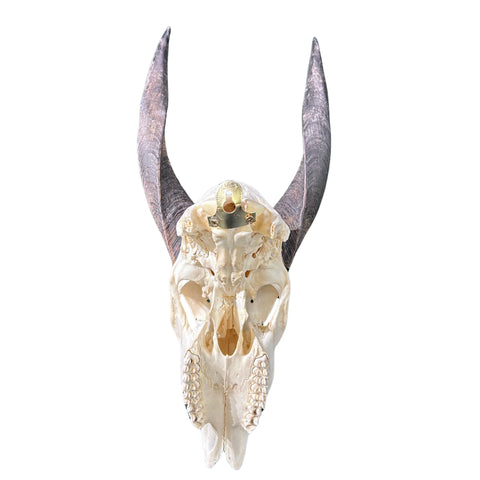 Real Bushbuck Skull - Bushbuck Antelope Skull- Size: 19 L X 8 W X 11 H"