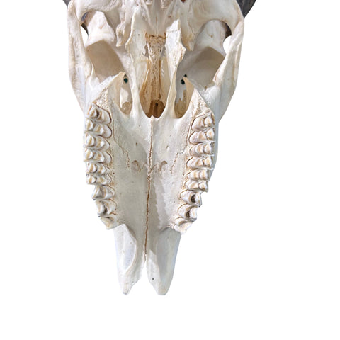 Real Bushbuck Skull - Bushbuck Antelope Skull- Size: 19 L X 8 W X 11 H"