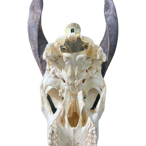 Real Bushbuck Skull - Bushbuck Antelope Skull- Size: 19 L X 8 W X 11 H"