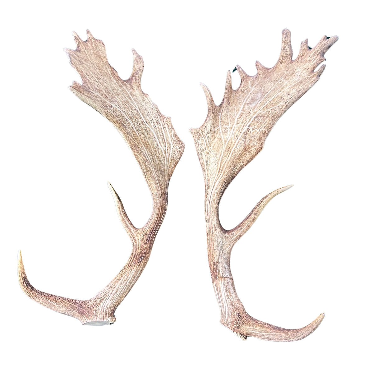 Real Fallow Deer Horns Set - Gorgeous HUGE Size Fallow Deer Antler Set of 2