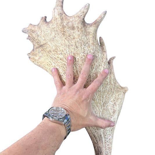 Real Fallow Deer Horns Set - Gorgeous HUGE Size Fallow Deer Antler Set of 2