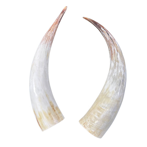 Polished Watusi Horns Gorgeous Polished Cow Horn Set , 2 Polished Ox Horns