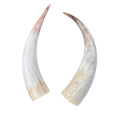 Polished Watusi Horns Gorgeous Polished Cow Horn Set , 2 Polished Ox Horns