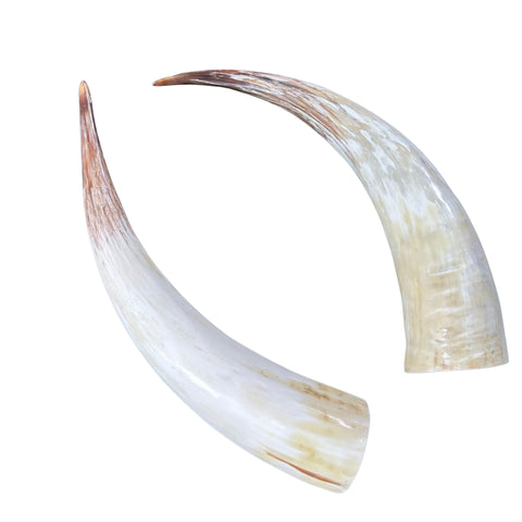 Polished Watusi Horns Gorgeous Polished Cow Horn Set , 2 Polished Ox Horns