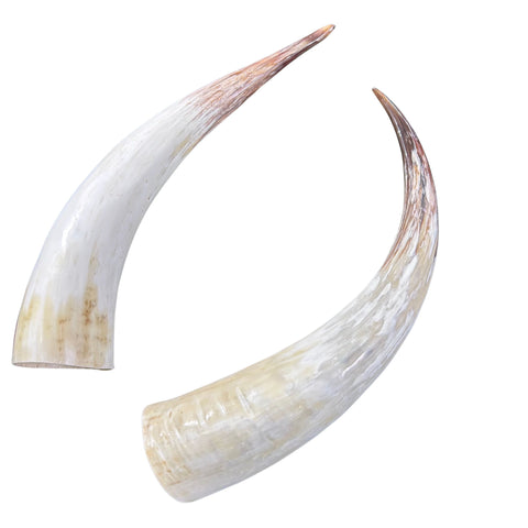 Polished Watusi Horns Gorgeous Polished Cow Horn Set , 2 Polished Ox Horns