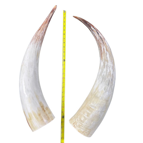 Polished Watusi Horns Gorgeous Polished Cow Horn Set , 2 Polished Ox Horns