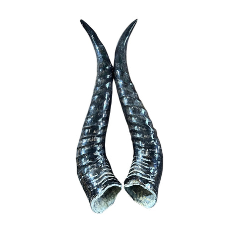 2 Springbok Horns, 2 Polished Springbok Horns Approx Size: 9 to 11 inches long