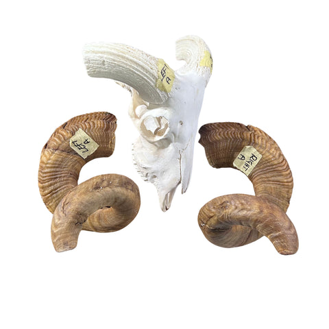 Ram Skull - Real Marino Ram Horns and Skull - Approx Size: 14LX23WX12D inches