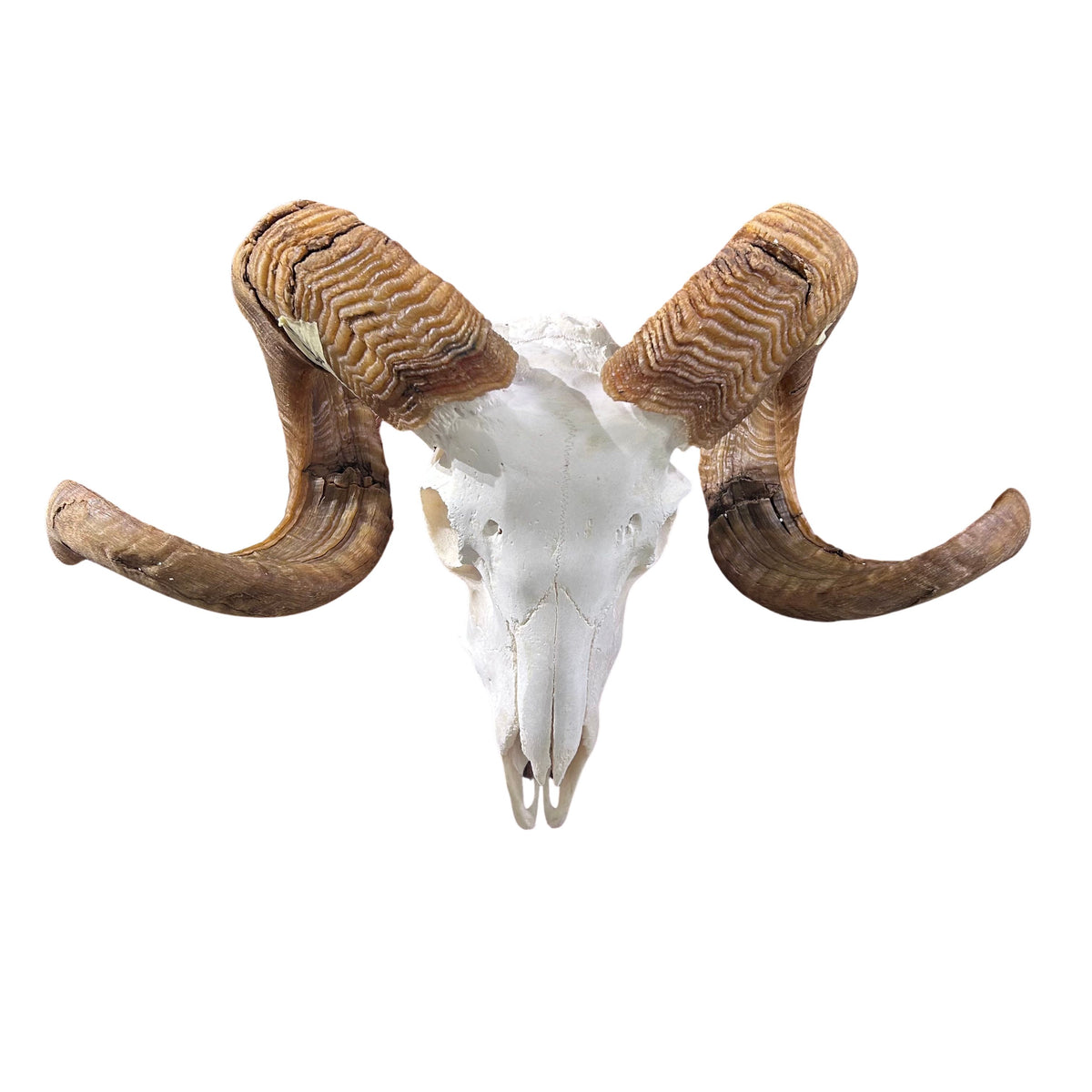 Ram Skull - Real Marino Ram Horns and Skull - Approx Size: 14LX23WX12D inches