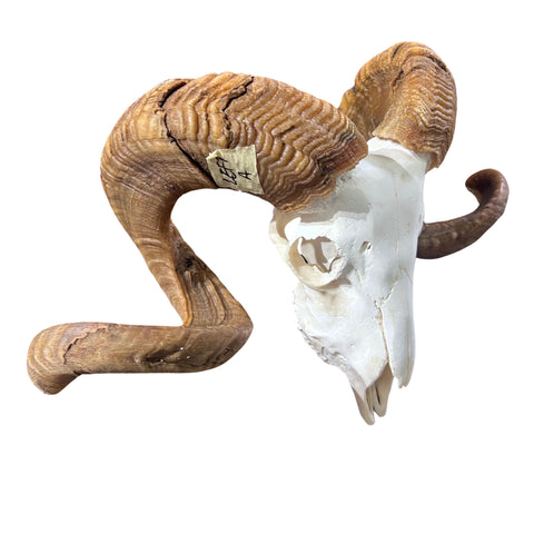 Ram Skull - Real Marino Ram Horns and Skull - Approx Size: 14LX23WX12D inches