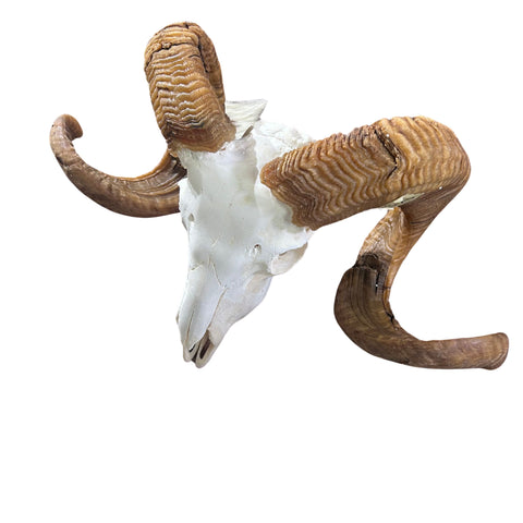 Ram Skull - Real Marino Ram Horns and Skull - Approx Size: 14LX23WX12D inches