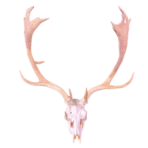 Real Fallow Deer Skull - European Mount REAL Fallow Buck Skull 37HX30WX20D inch