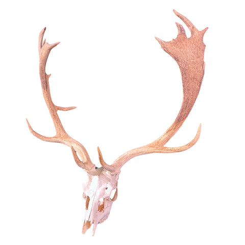 Real Fallow Deer Skull - European Mount REAL Fallow Buck Skull 37HX30WX20D inch