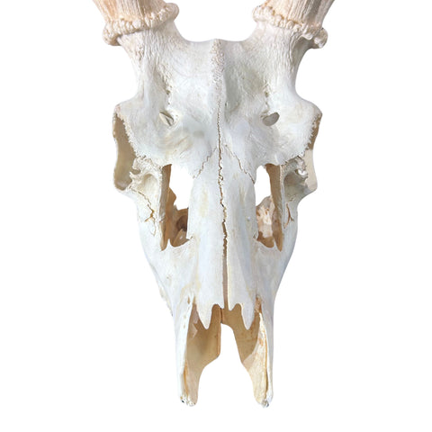 Real Fallow Deer Skull - European Mount REAL Fallow Buck Skull 37HX30WX20D inch