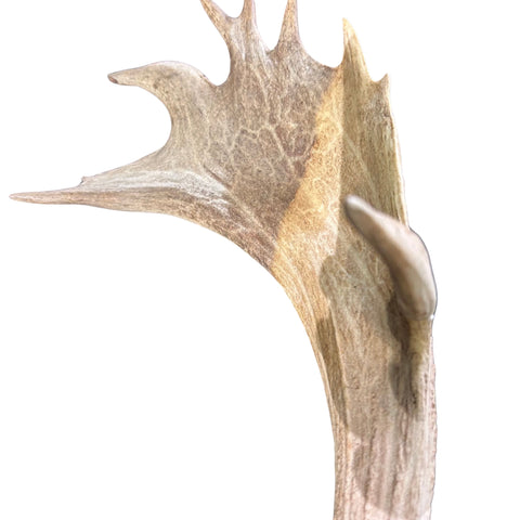 Real Fallow Deer Skull - European Mount REAL Fallow Buck Skull 37HX30WX20D inch