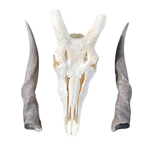 Eland Skull - Real African Eland Antelope European Mount Skull