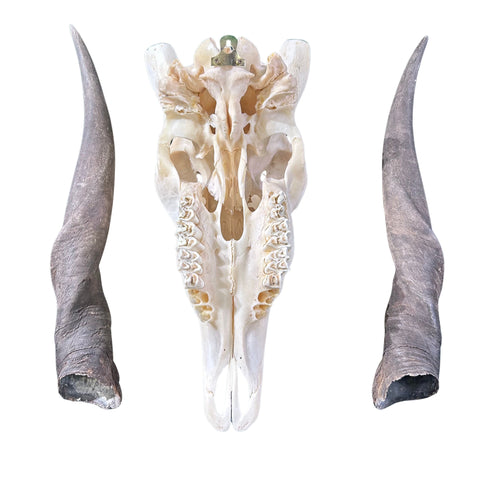 Eland Skull - Real African Eland Antelope European Mount Skull