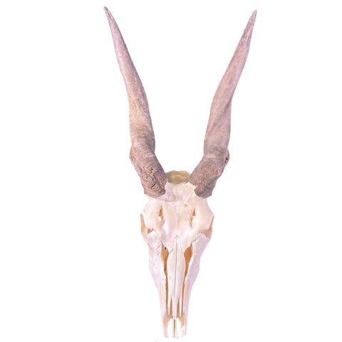 Eland Skull - Real African Eland Antelope European Mount Skull