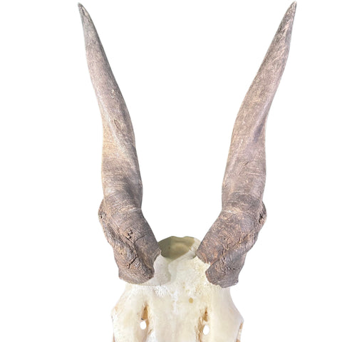 Eland Skull - Real African Eland Antelope European Mount Skull