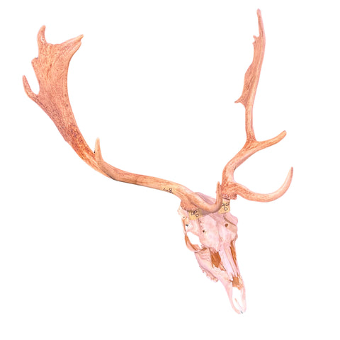 Real Fallow Deer Skull - European Mount REAL Fallow Buck Skull 28HX22WX12D inch