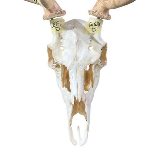 Real Fallow Deer Skull - European Mount REAL Fallow Buck Skull 28HX22WX12D inch