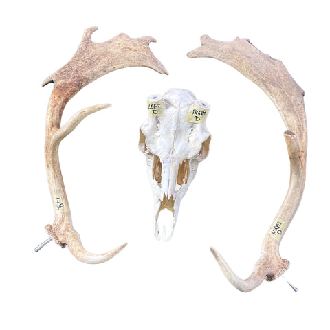 Real Fallow Deer Skull - European Mount REAL Fallow Buck Skull 28HX22WX12D inch