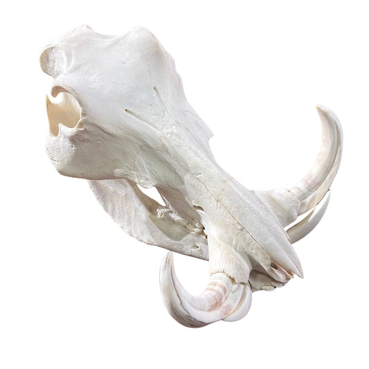 African Warthog Skull Real Wild Pig Natural Skull About 15 X 11 X8" - 10" tusk