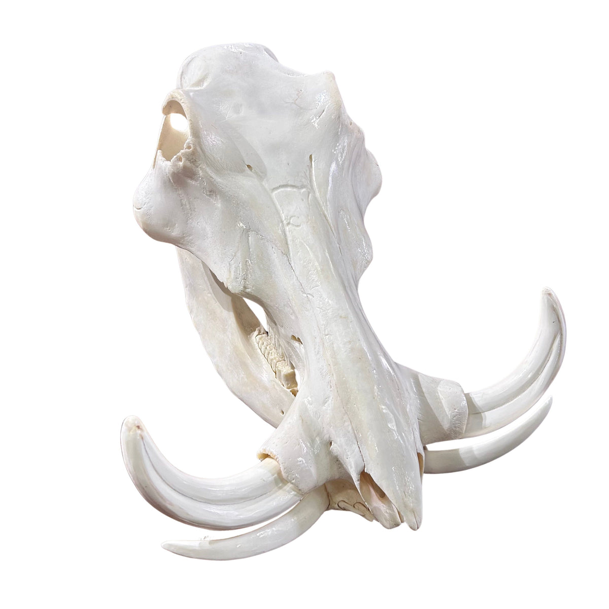 African Warthog Skull Real Wild Pig Polished Skull About 15 X 11 X7" - 8.5" tusk