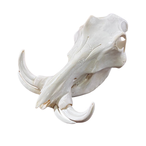 African Warthog Skull Real Wild Pig Polished Skull About 15 X 11 X7" - 8.5" tusk