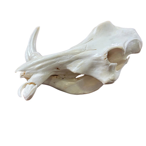 African Warthog Skull Real Wild Pig Polished Skull About 15 X 11 X7" - 8.5" tusk