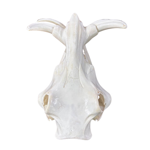 African Warthog Skull Real Wild Pig Polished Skull About 15 X 11 X7" - 8.5" tusk