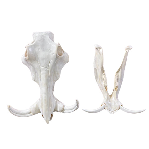 African Warthog Skull Real Wild Pig Polished Skull About 15 X 11 X7" - 8.5" tusk