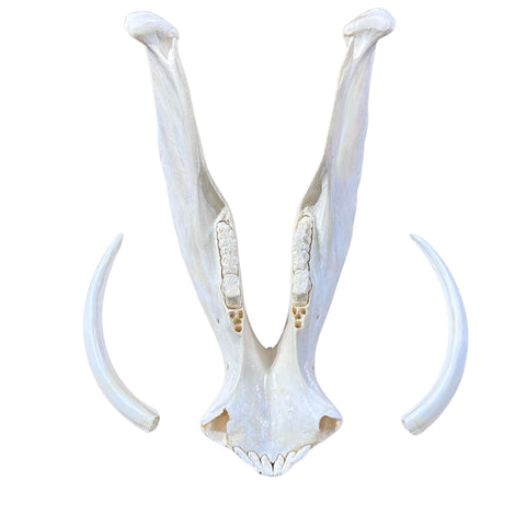 African Warthog Skull Real Wild Pig Polished Skull About 15 X 11 X7" - 8.5" tusk