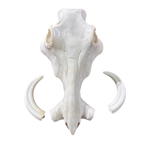 African Warthog Skull Real Wild Pig Polished Skull About 15 X 11 X7" - 8.5" tusk