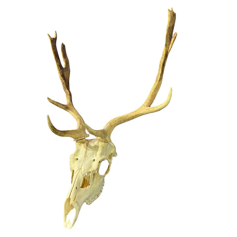 Real Fallow Deer Skull - European Mount REAL Fallow Buck Skull 27HX18WX13D inch