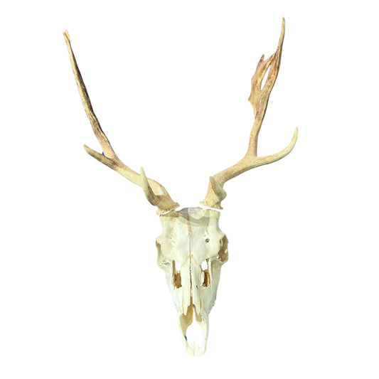 Real Fallow Deer Skull - European Mount REAL Fallow Buck Skull 27HX18WX13D inch