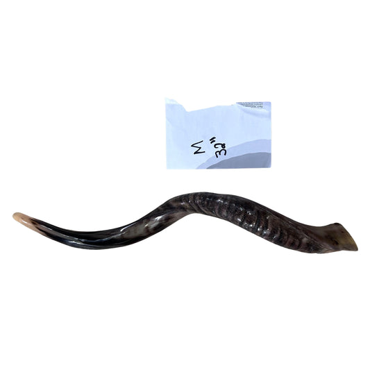 Kudu Yemenite Horn Shofar, New Kosher-made Kudu Trumpet, Medium Size 32"