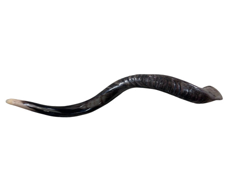 Kudu Yemenite Horn Shofar, New Kosher Kudu Trumpet, Kudu Shofar Medium Size 32"