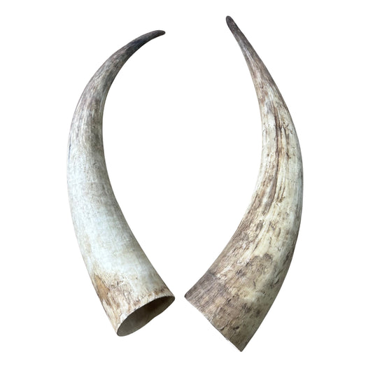 Watusi Horns Gorgeous Polished Cow Horn Set, 2 Polished Ox Horns