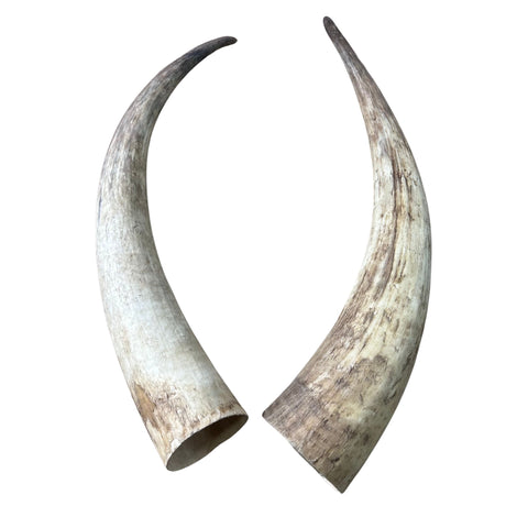 Watusi Horns Gorgeous Polished Cow Horn Set, 2 Polished Ox Horns