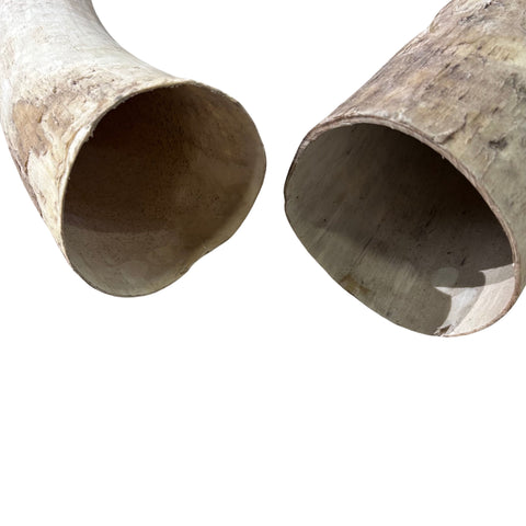 Watusi Horns Gorgeous Polished Cow Horn Set, 2 Polished Ox Horns