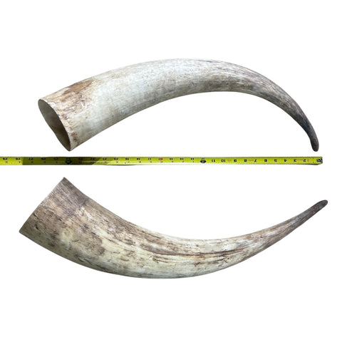 Watusi Horns Gorgeous Polished Cow Horn Set, 2 Polished Ox Horns