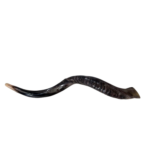 Kudu Yemenite Horn Shofar, New Kosher Kudu Trumpet, Kudu Shofar Medium Size 32"