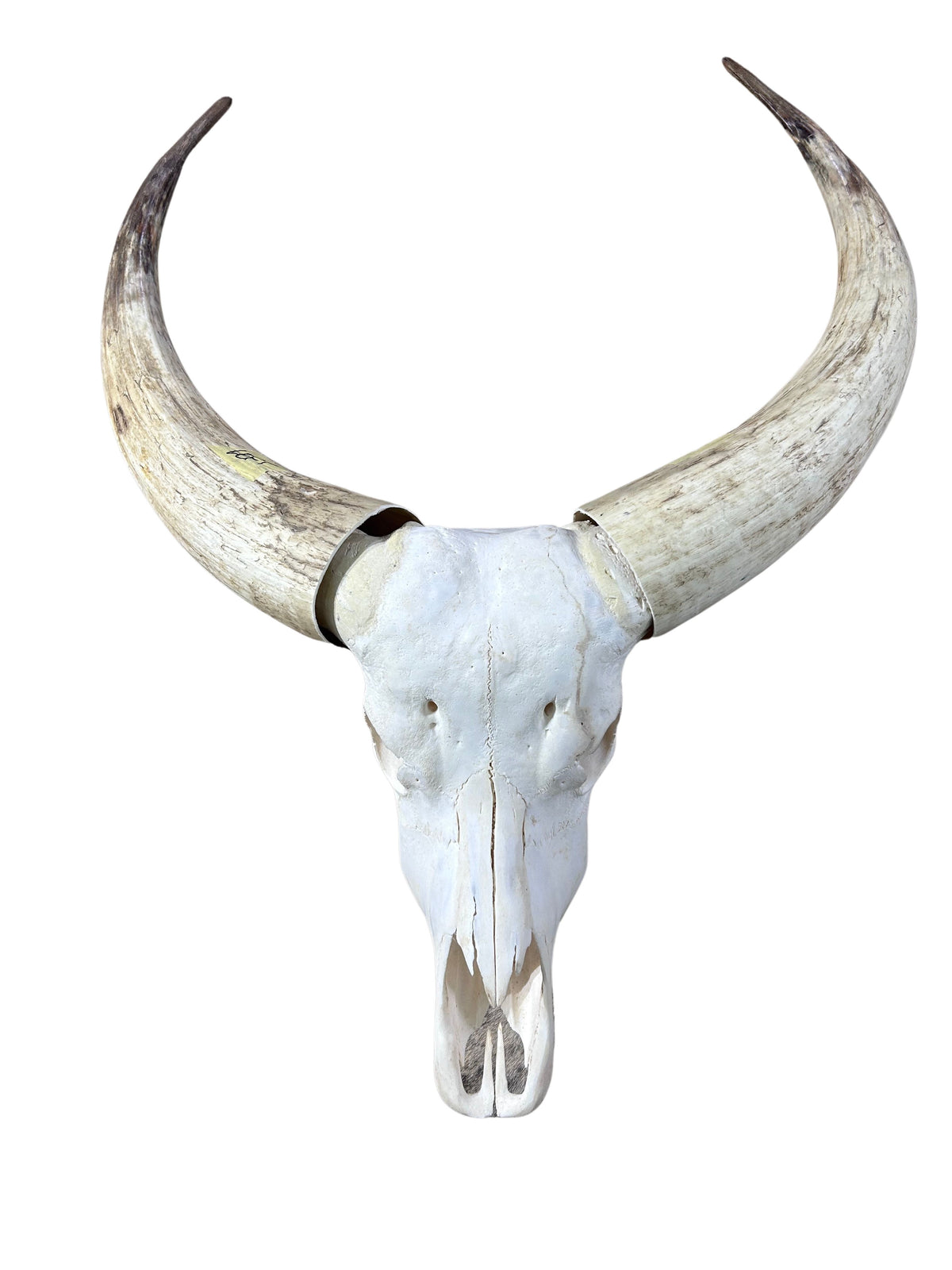 Watusi Skull Real Watusi Cattle Skull TAXIDERMY SKULL Bull Skull 40Lx27WX9D in