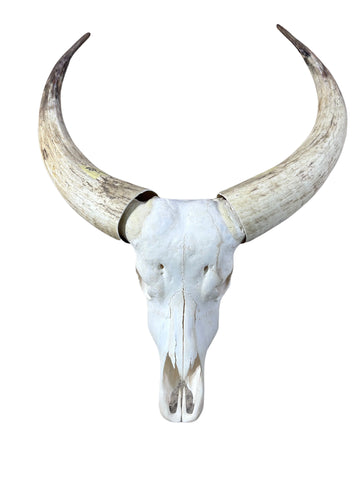 Watusi Skull Real Watusi Cattle Skull TAXIDERMY SKULL Bull Skull 40Lx27WX9D in