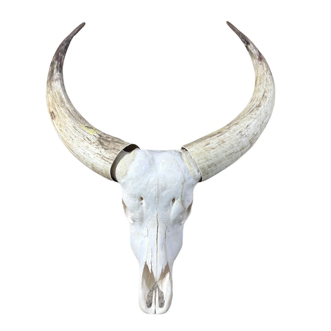 Watusi Skull Real Watusi Cattle Skull TAXIDERMY SKULL Bull Skull 40Lx27WX9D in