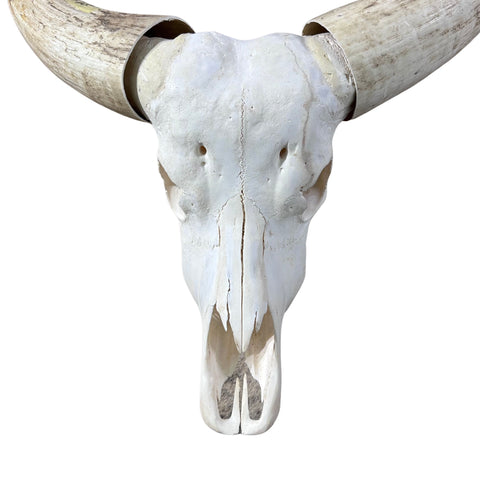 Watusi Skull Real Watusi Cattle Skull TAXIDERMY SKULL Bull Skull 40Lx27WX9D in